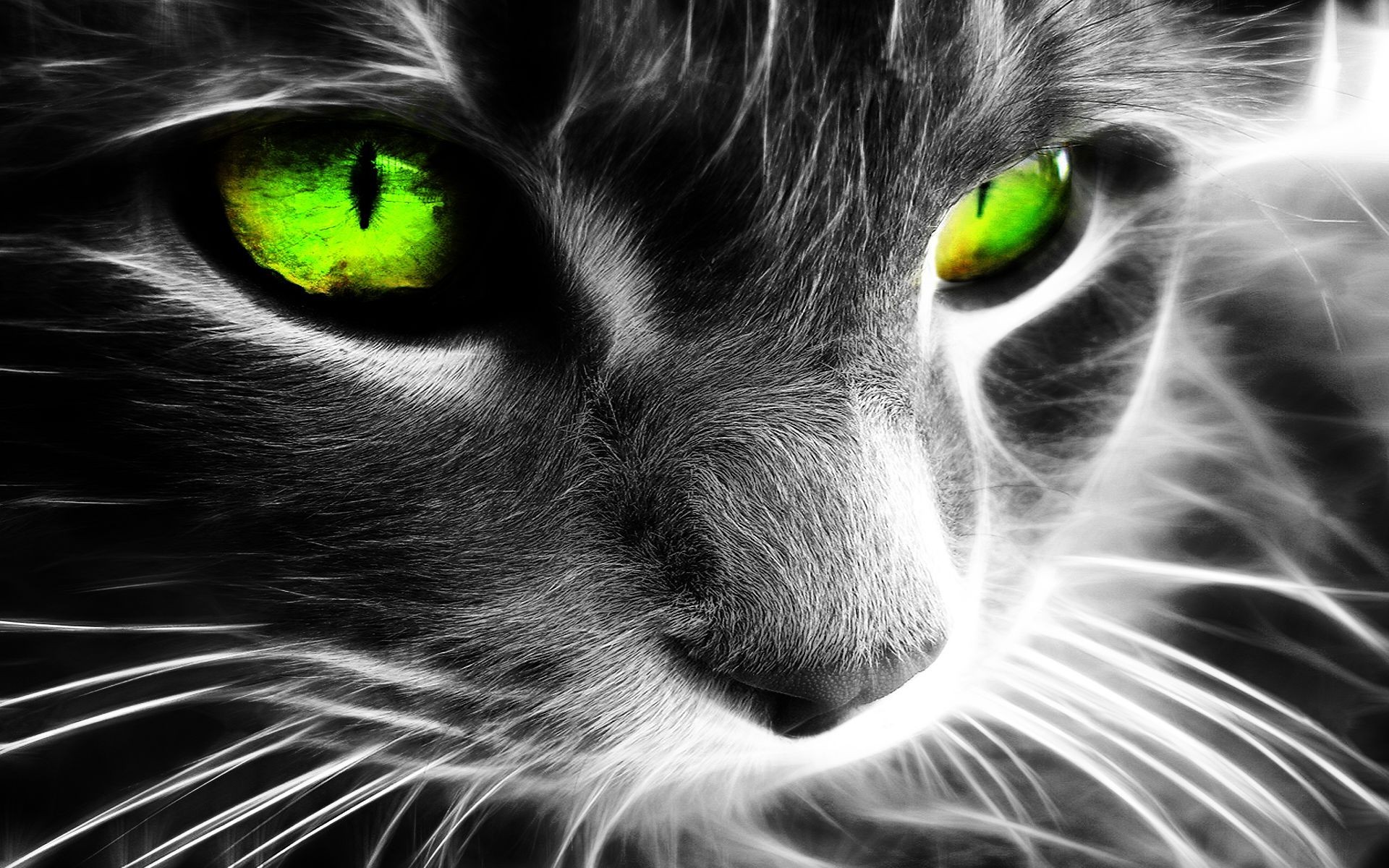 fractalius cat green eyes selective coloring Wallpaper