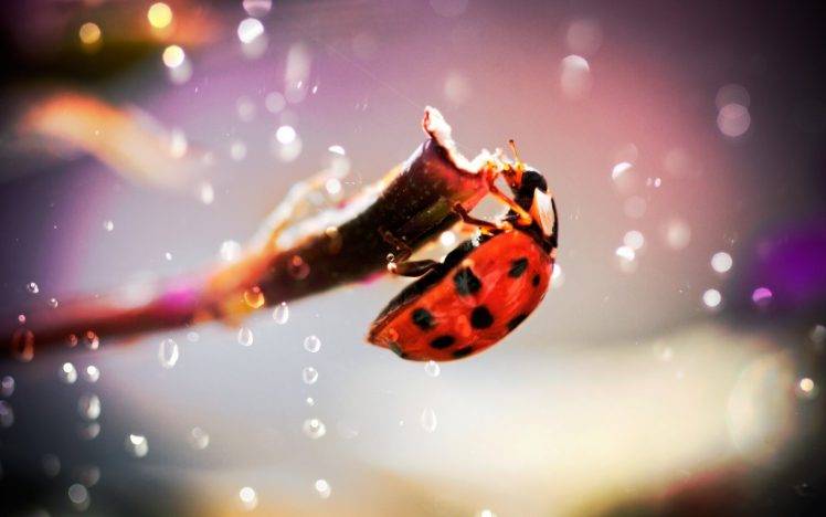 ladybugs bokeh twigs macro insect HD Wallpaper Desktop Background
