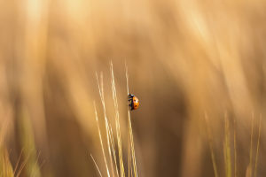 ladybugs blurred insect climbing