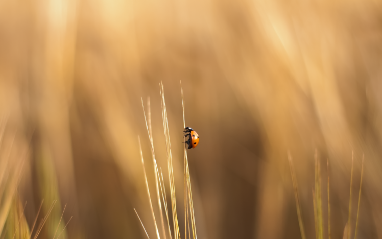 ladybugs blurred insect climbing HD Wallpaper Desktop Background