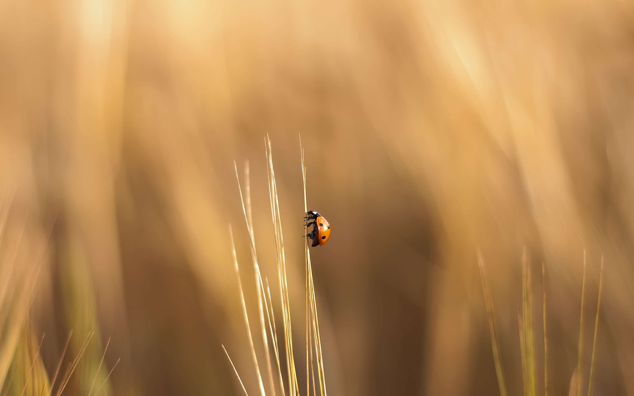 ladybugs blurred insect climbing Wallpaper