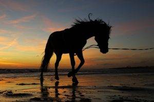 horse sunset water