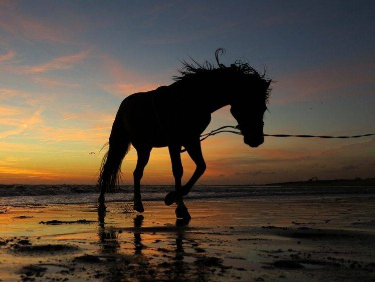 horse sunset water HD Wallpaper Desktop Background