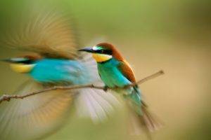 birds bee eaters motion blur