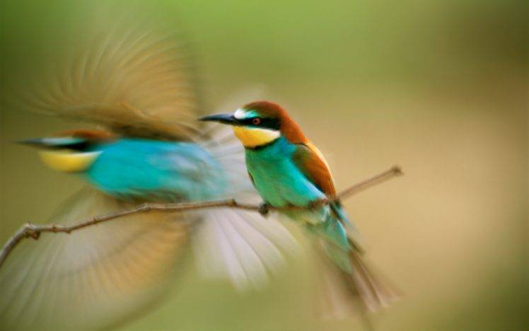birds bee eaters motion blur HD Wallpaper Desktop Background