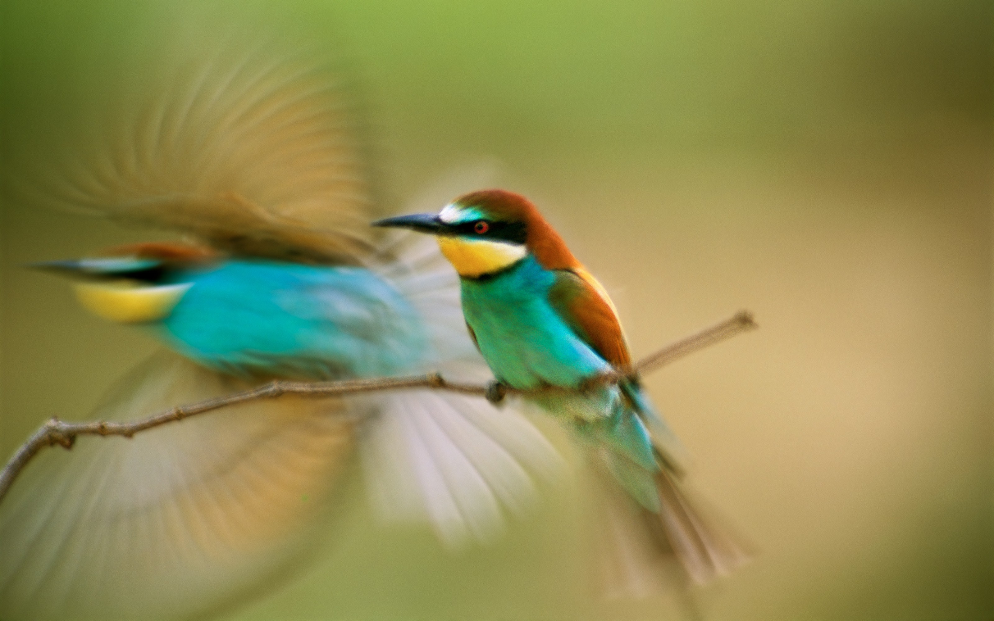 birds bee eaters motion blur Wallpaper