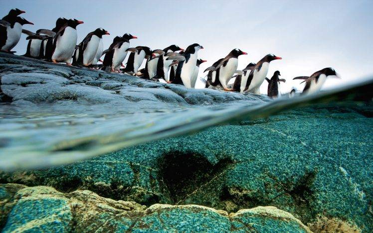 penguins birds rock water split view HD Wallpaper Desktop Background