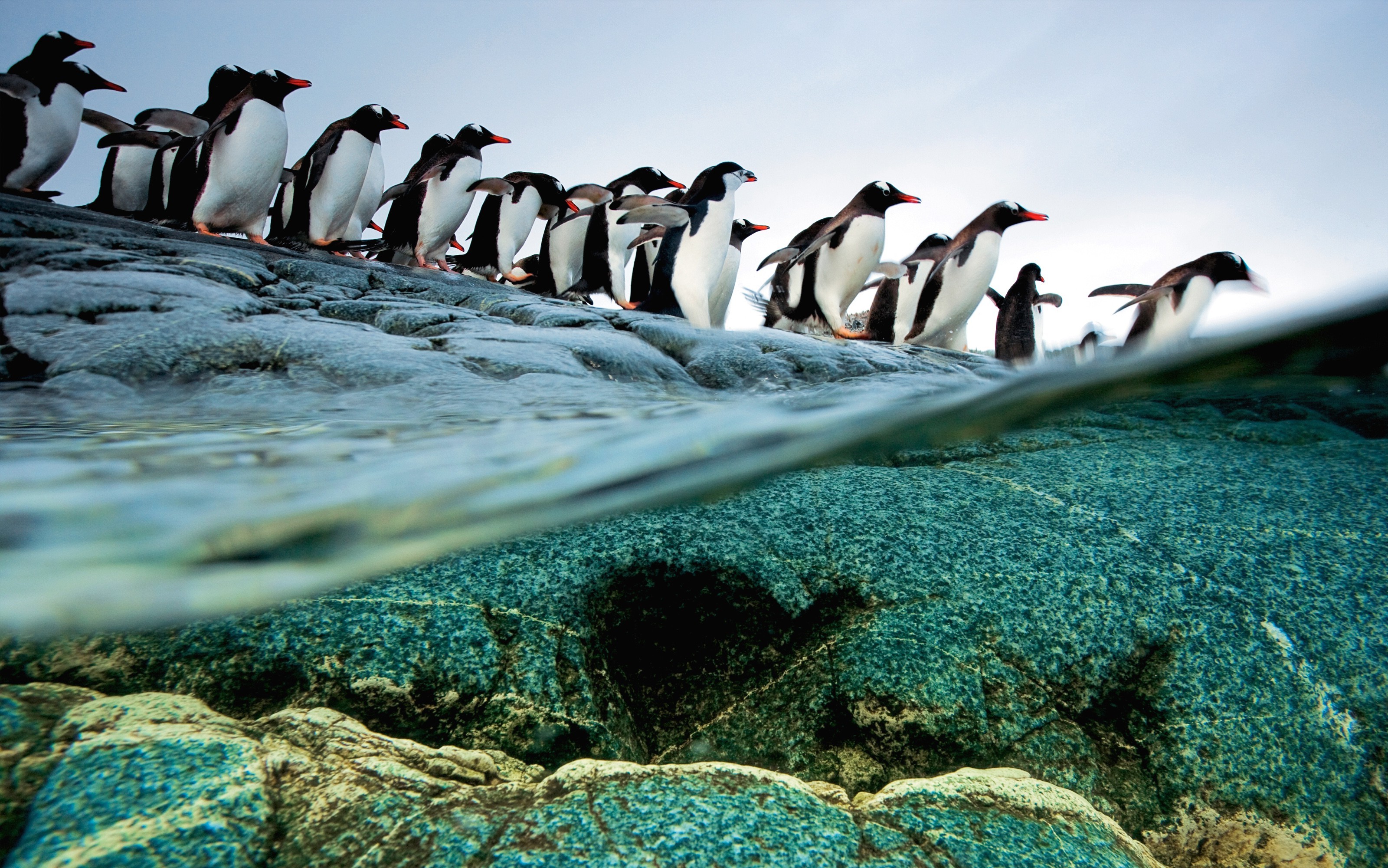 penguins birds rock water split view Wallpaper