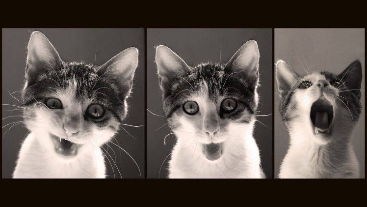 cat HD Wallpaper Desktop Background