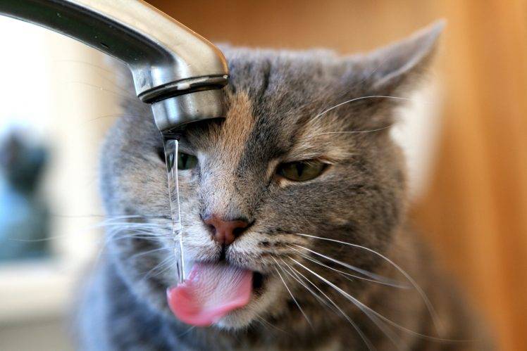 cat water faucets HD Wallpaper Desktop Background