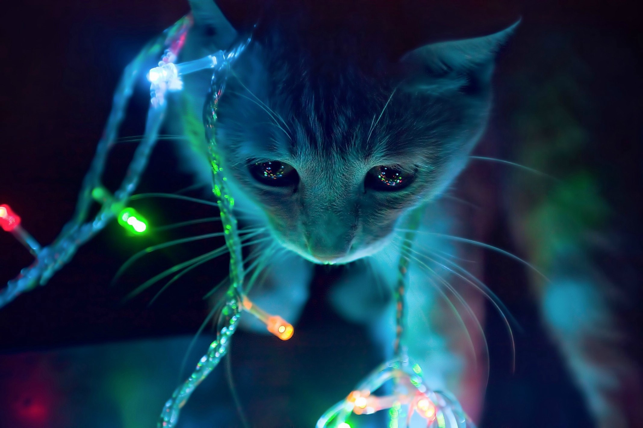 cat neon lights macro Wallpaper