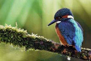 birds kingfisher