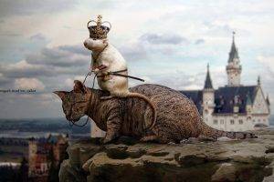 photo manipulation cat rats mice