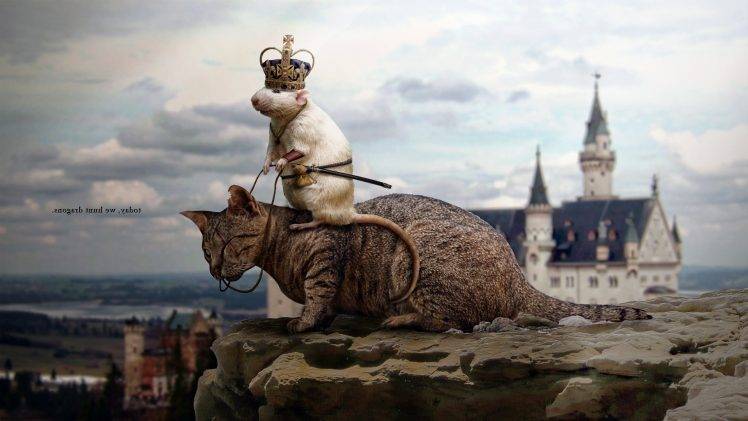photo manipulation cat rats mice HD Wallpaper Desktop Background