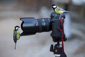 photography birds titmouse camera