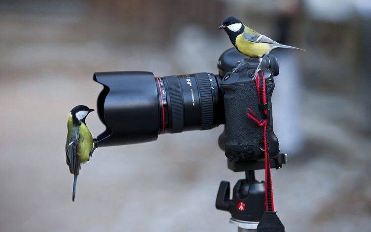 photography birds titmouse camera HD Wallpaper Desktop Background