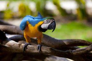 birds branch macaws