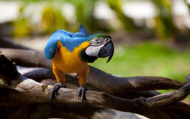 birds branch macaws HD Wallpaper Desktop Background