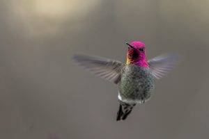 birds hummingbirds