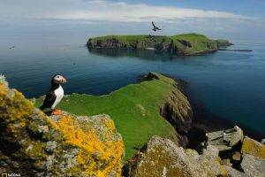 puffins national geographic island birds coast scotland uk lichen