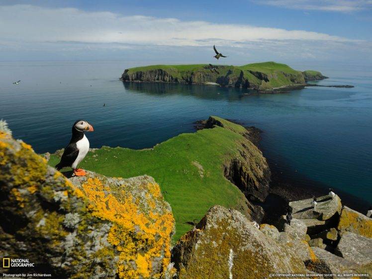 puffins national geographic island birds coast scotland uk lichen HD Wallpaper Desktop Background