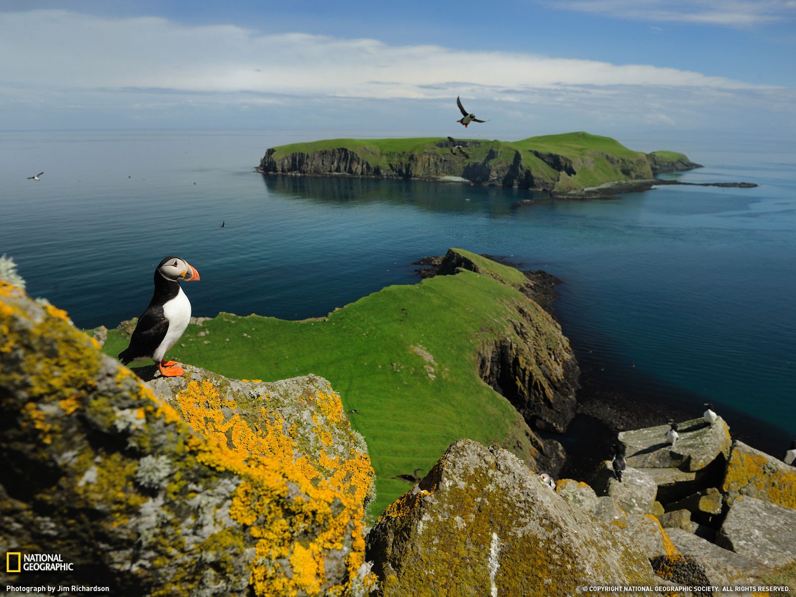 puffins national geographic island birds coast scotland uk lichen Wallpaper