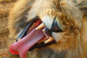 national geographic lion tongues