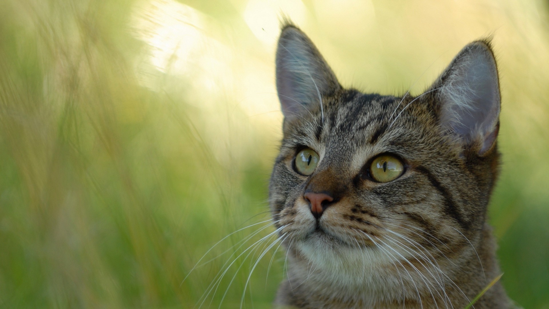 cat Wallpaper