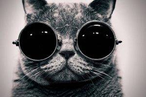 cat sunglasses black