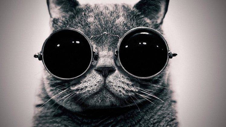 cat sunglasses black HD Wallpaper Desktop Background