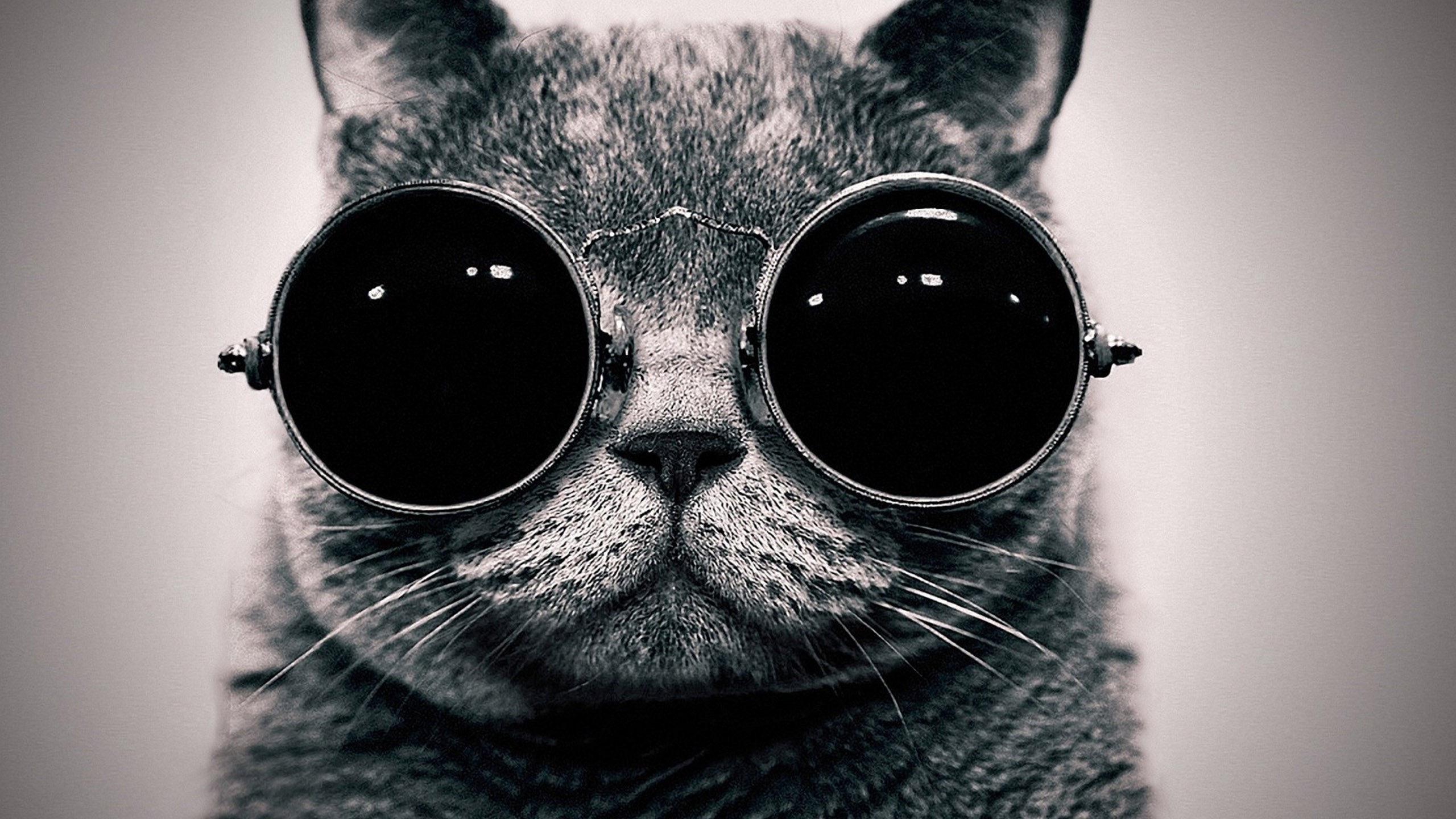 cat sunglasses black Wallpaper
