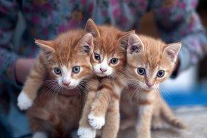 cat kittens