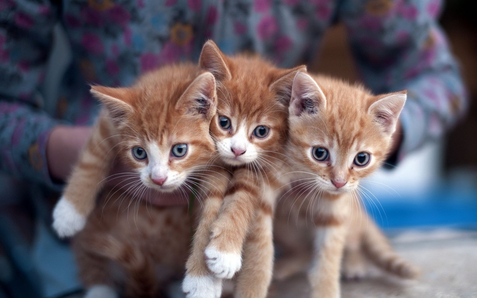 cat kittens Wallpaper