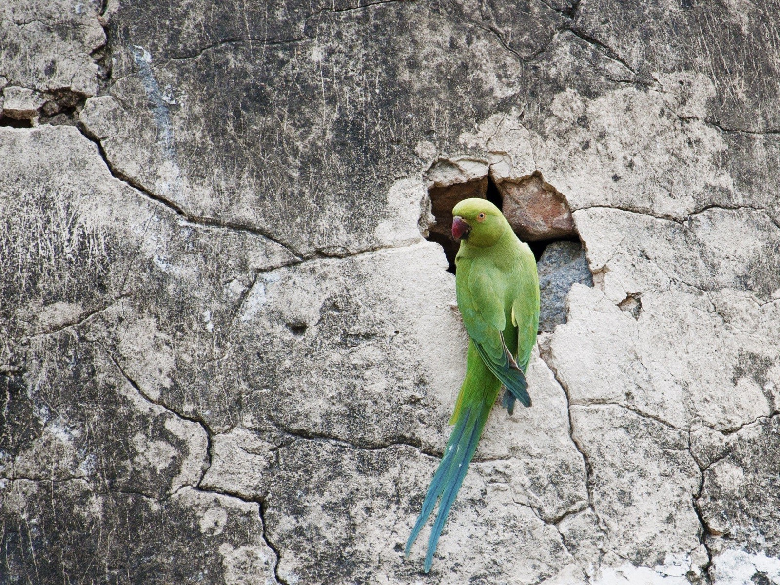 green birds Wallpaper