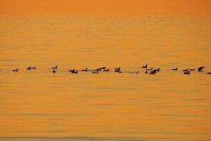 birds swimming sunset