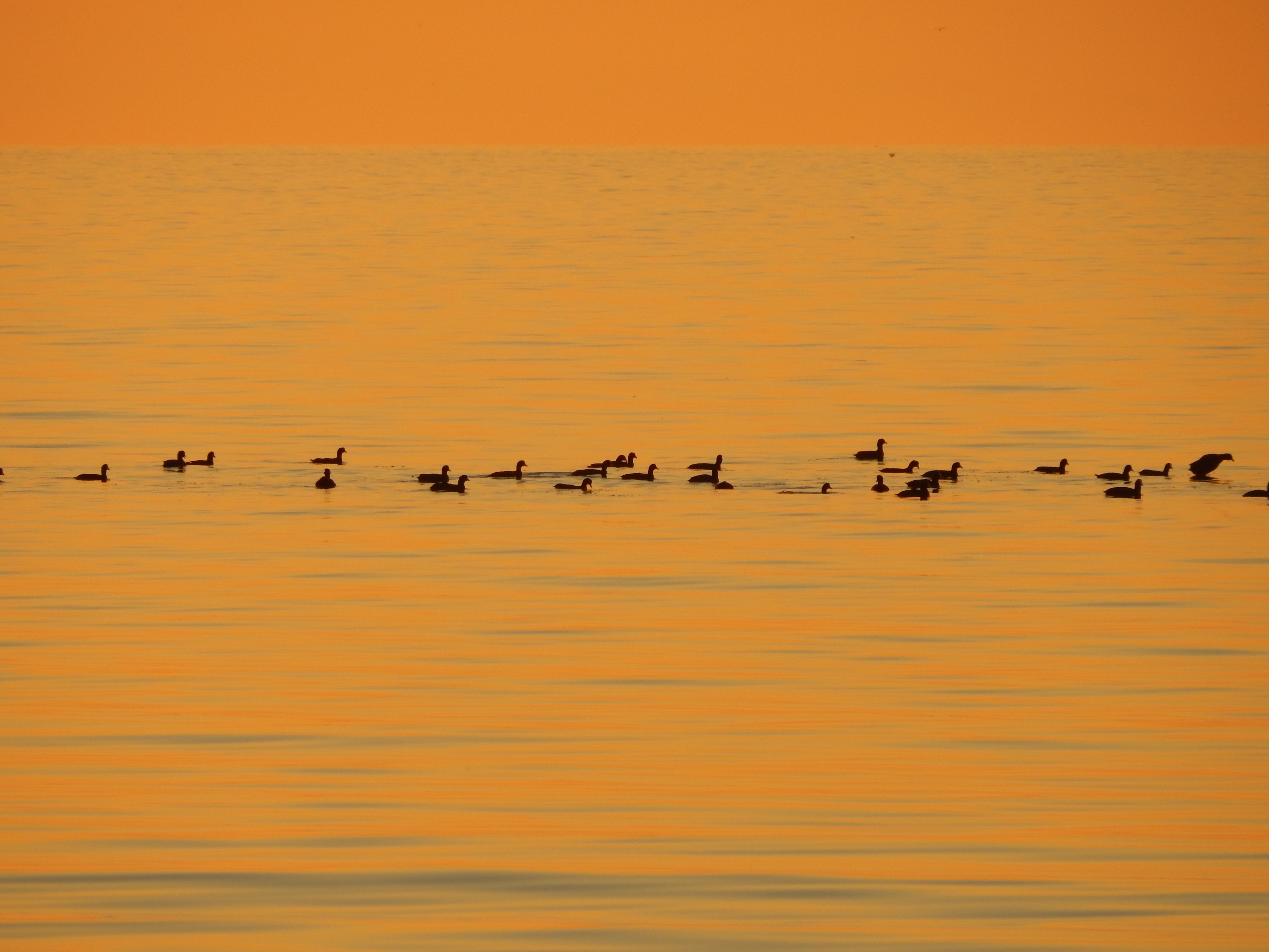 birds swimming sunset Wallpaper