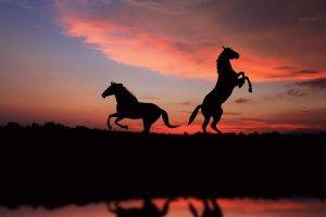 horse sunset reflection