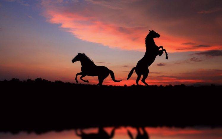 horse sunset reflection HD Wallpaper Desktop Background