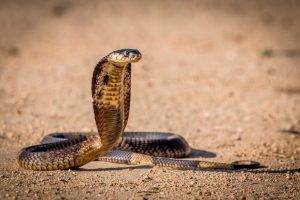 snake reptile cobra