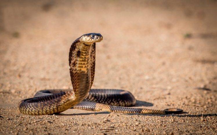 snake reptile cobra HD Wallpaper Desktop Background