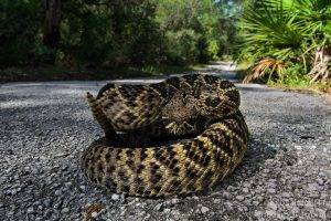 snake road reptile rattlesnake