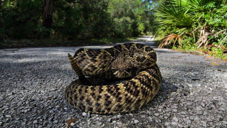snake road reptile rattlesnake HD Wallpaper Desktop Background