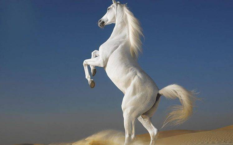 horse white desert HD Wallpaper Desktop Background