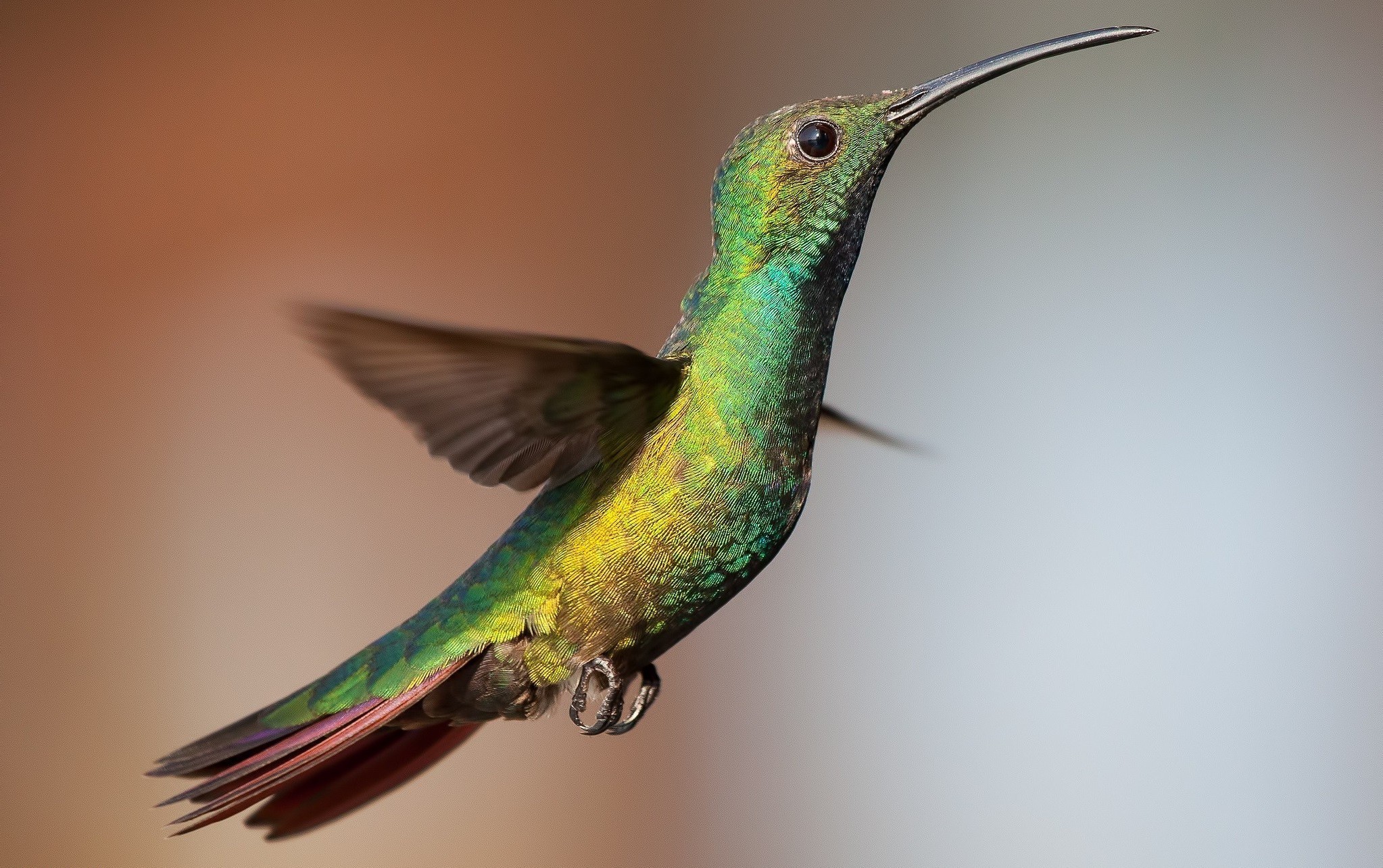 hummingbirds birds Wallpaper