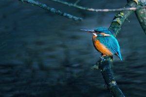 kingfisher birds