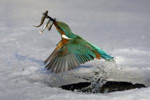 kingfisher fish birds