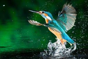kingfisher water drops birds