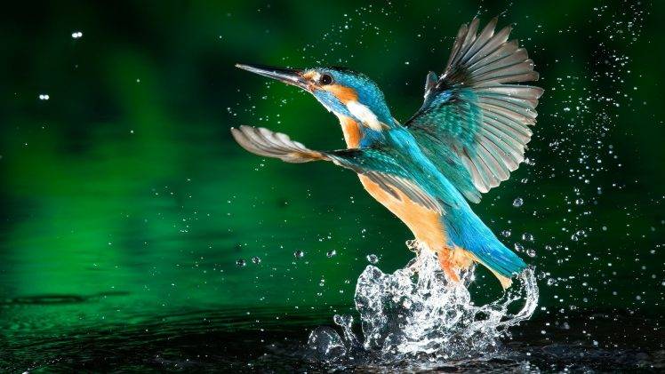 kingfisher water drops birds HD Wallpaper Desktop Background