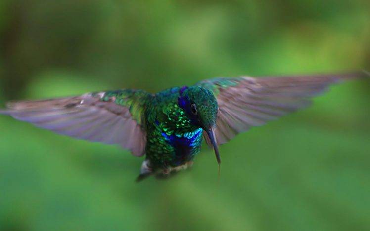 hummingbirds HD Wallpaper Desktop Background