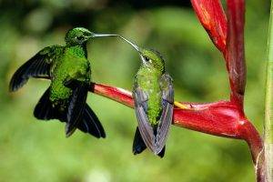 hummingbirds birds